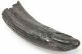 Fossil Sperm Whale (Scaldicetus) Tooth - South Carolina #198788-1